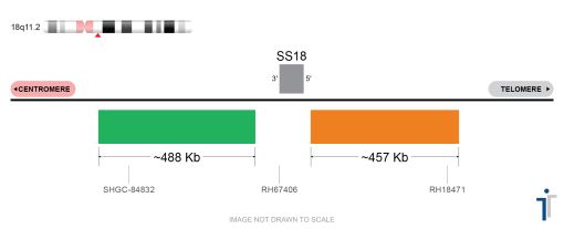 SS18 Break Apart FISH Probe