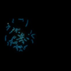 Alternative view of TERC FISH Probe  (ORANGE)