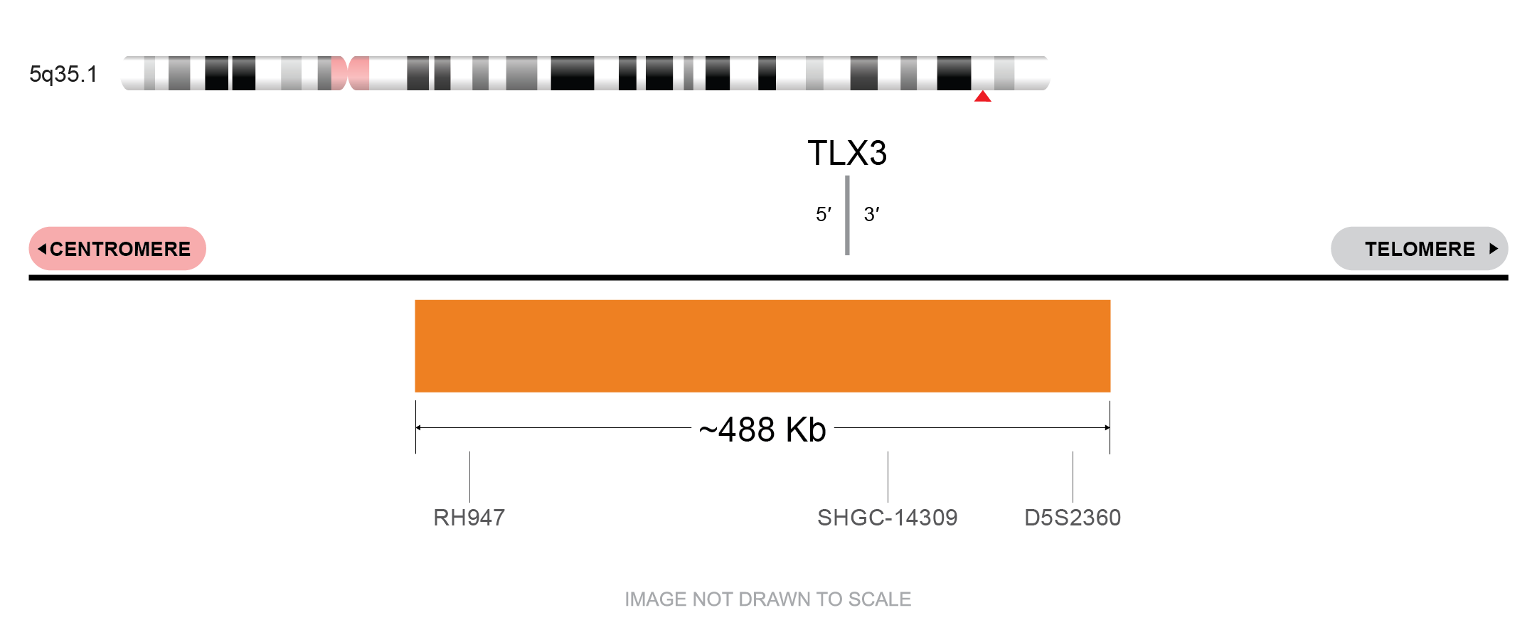TLX3/BCL11B FISH Probe