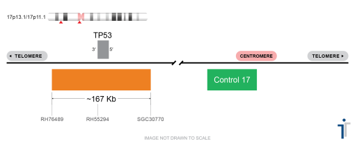 TP53-CONTROL 17 FISH Probe