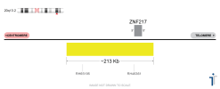 ZNF217 FISH Probe