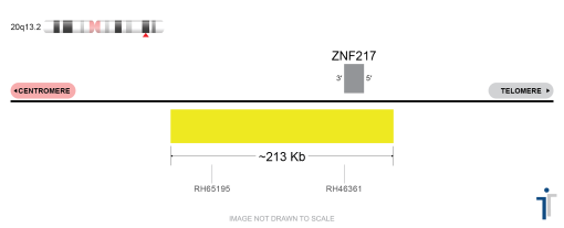 ZNF217 FISH Probe