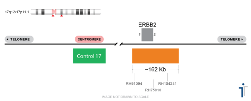 ERBB2-CON17-OG