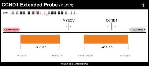 BDot CCND1/IGH Split Extended FISH Probe