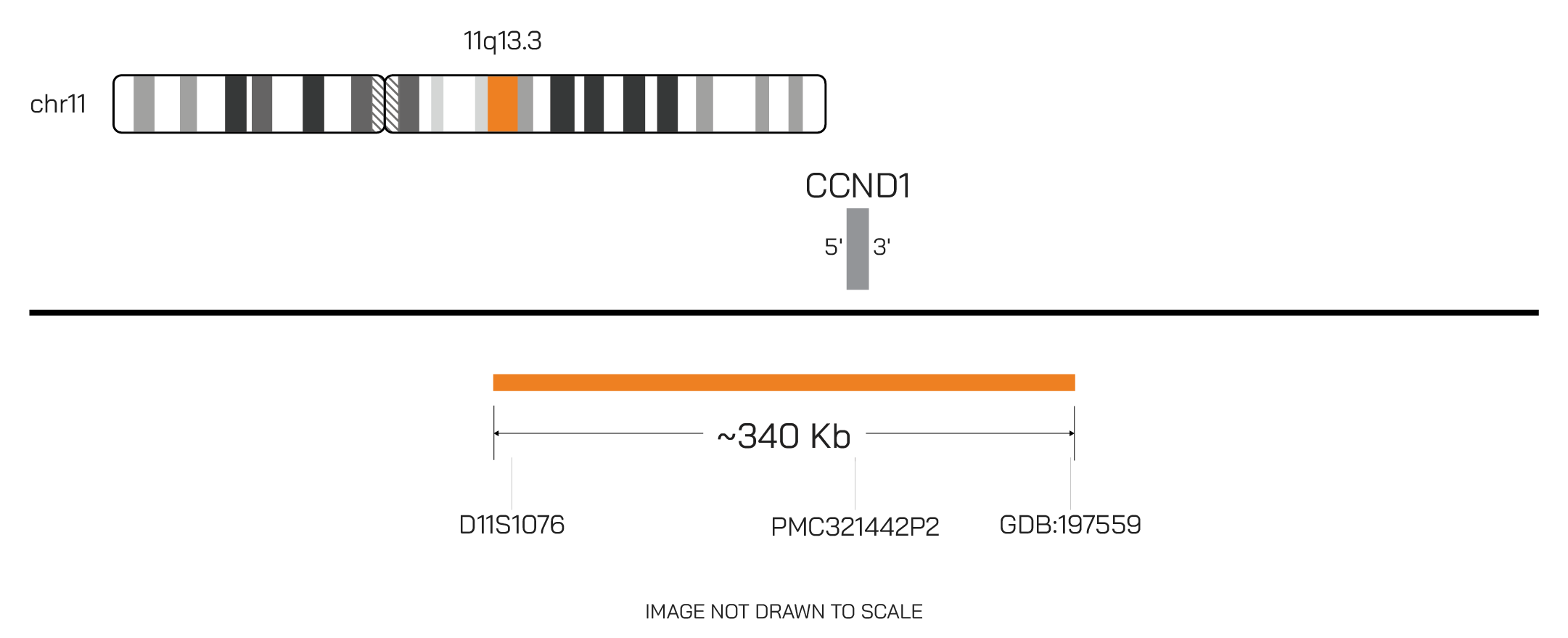 BDot CCND1/IGH SPLIT FISH Probe - Image 2