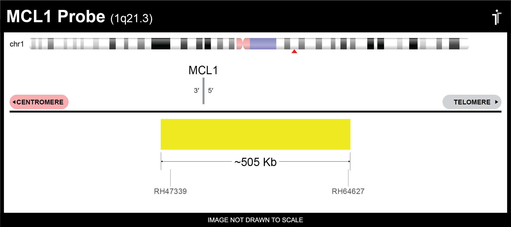 MCL1/EGFR/MYC/P16 FISH Probe