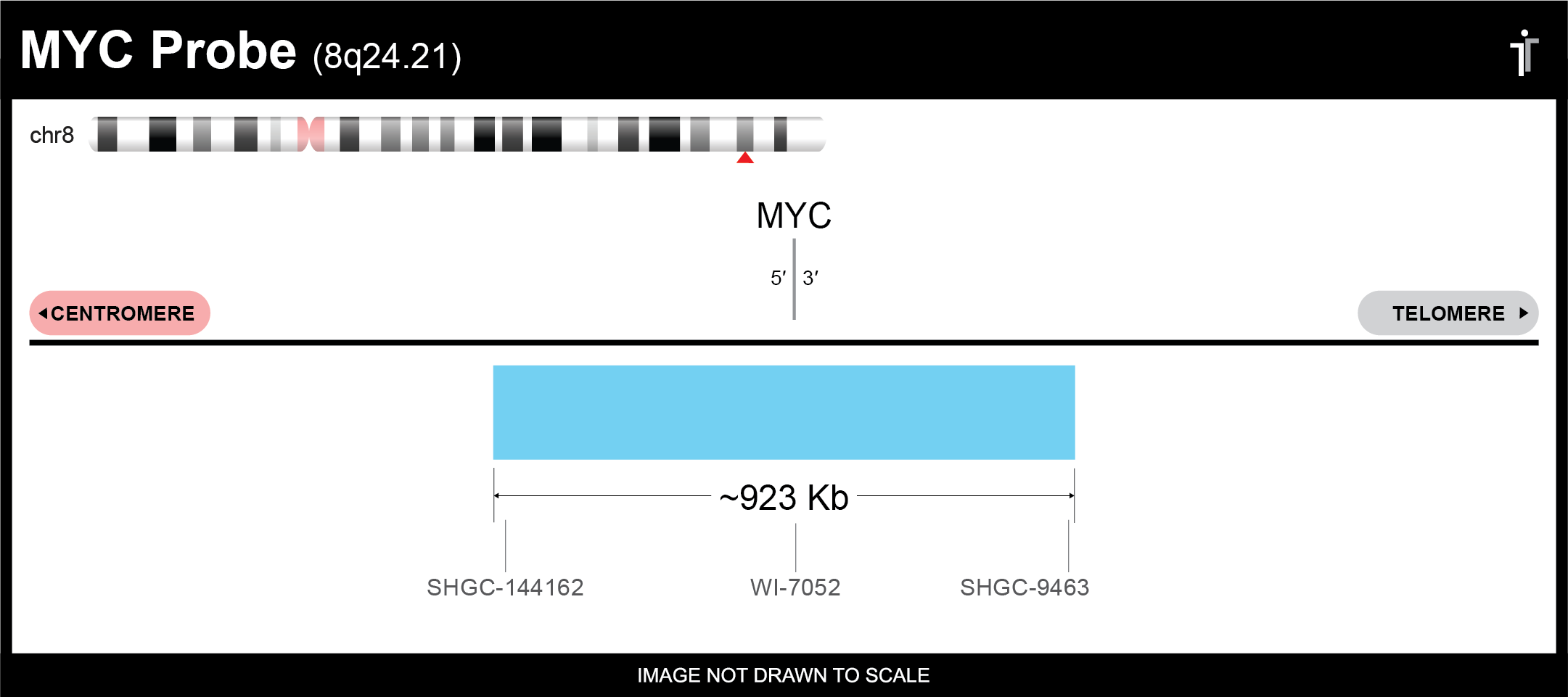 MCL1/EGFR/MYC/P16 FISH Probe - Image 3