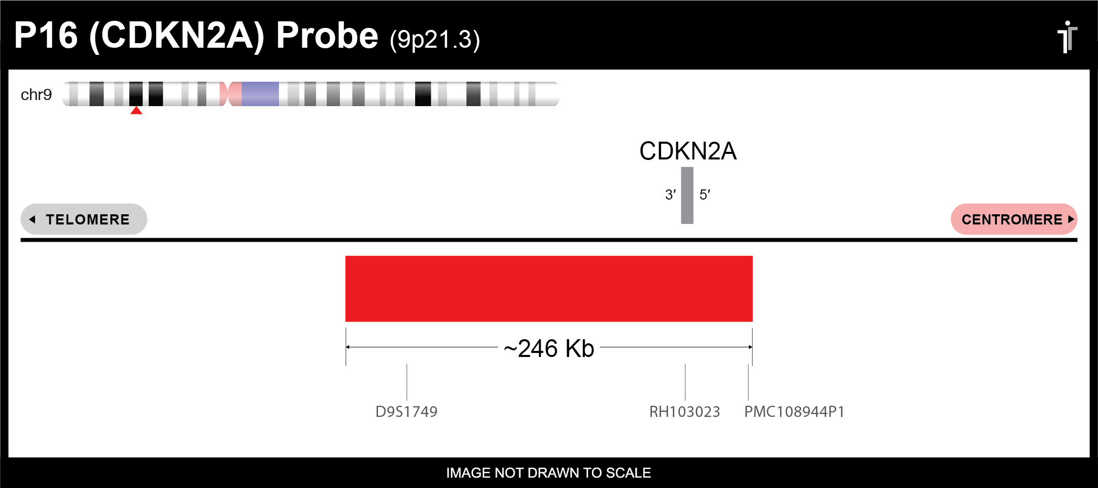 MCL1/EGFR/MYC/P16 FISH Probe - Image 4